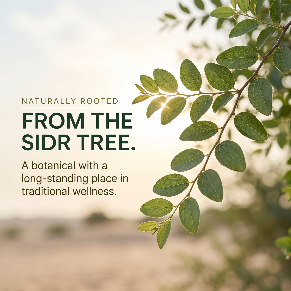 Sidr Leaves 100g