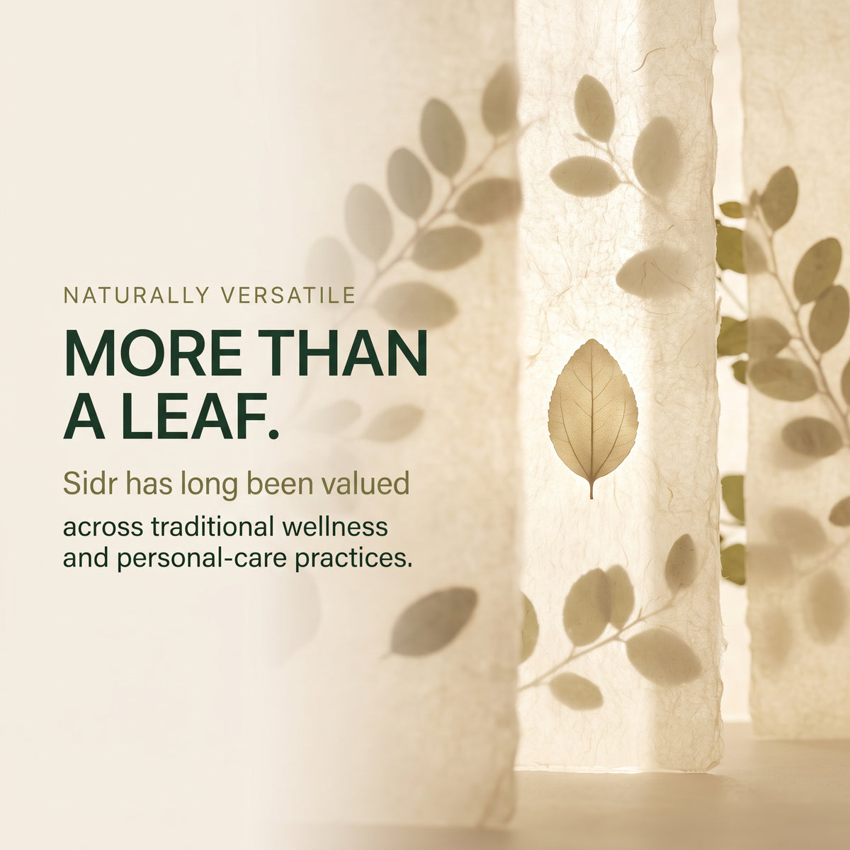 Sidr Leaves 100g