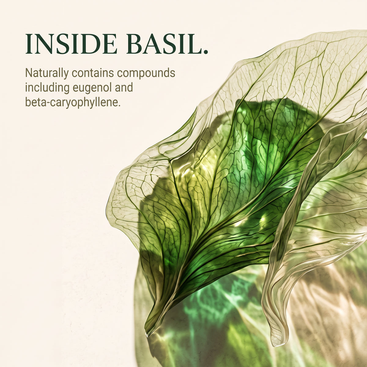 Basil Capsules 120 Tablets
