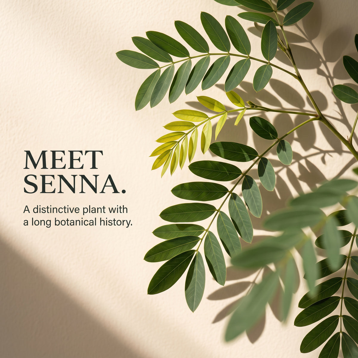 Senna Leaves - 100g